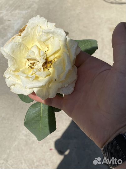 Штамбовые розы