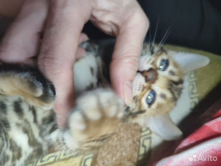 Котик и кошечка