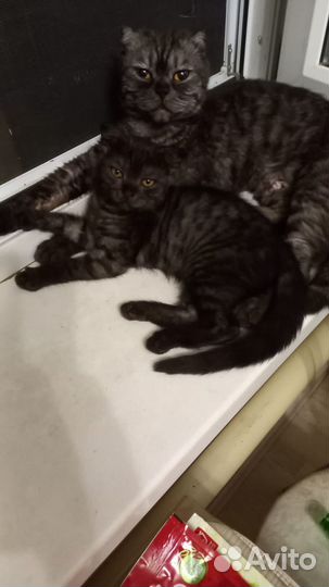 Шатланские вислоухие котята