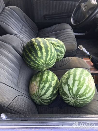 Арбуз прадюсор
