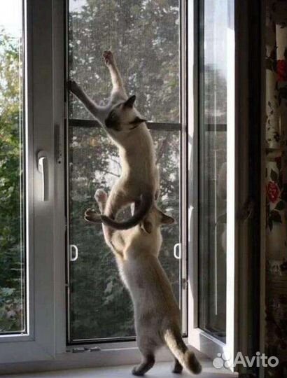 Москитная сетка Антикошка Антимошка