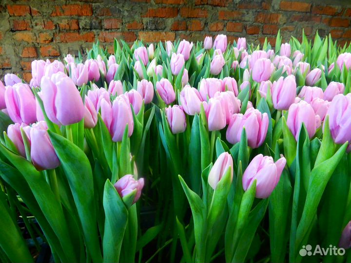 Тюльпаны разных сортов