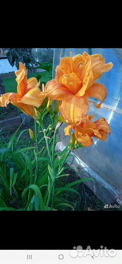 Пион, хризантемма, лилейник