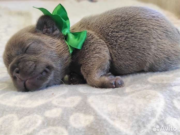 Щенки французского бульдога разных окрасов