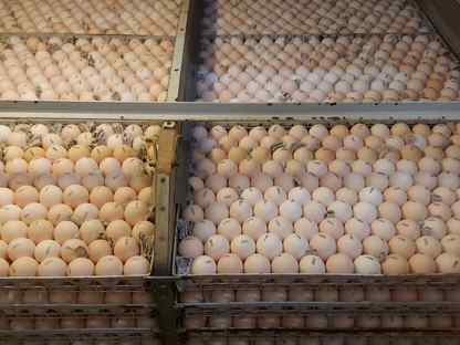 Инкубационное яйцо росс-308, Пушкин