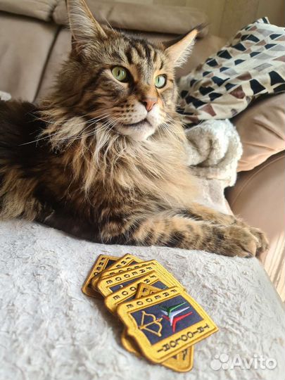 Шеврон, патч Aeronautica militare