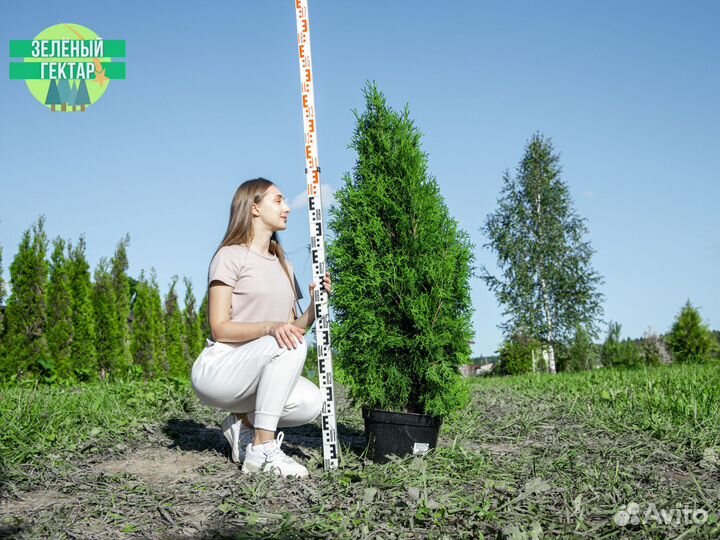 Туи колумна 120 см свежая копка 2023