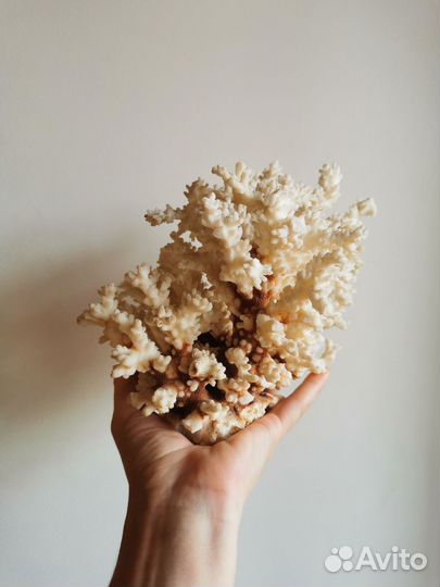 Морские кораллы