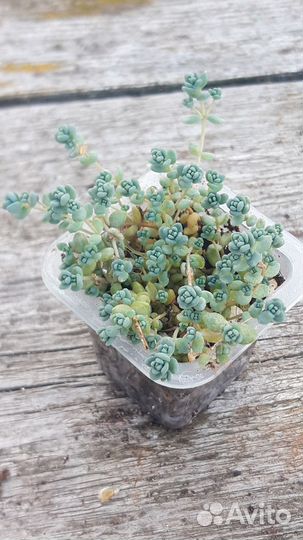 Суккуленты