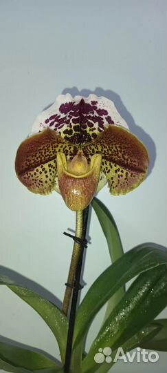 Пафеопедилум