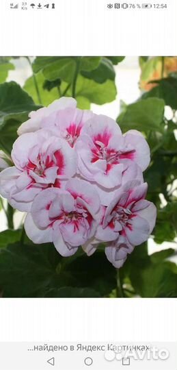 Пеларгония герань сортовая