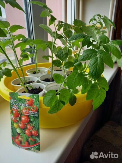 Рассада помидор/ томатов Балконное чудо