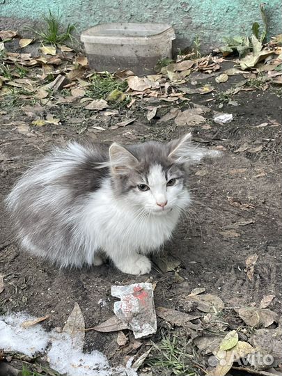 Уличные котята
