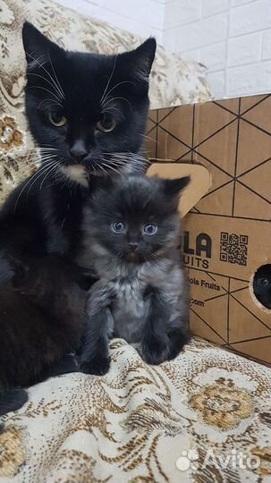 Кошка в дар бесплатно