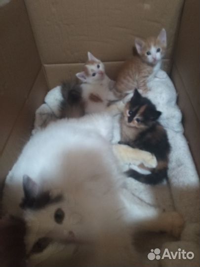 Котята в добрые руки