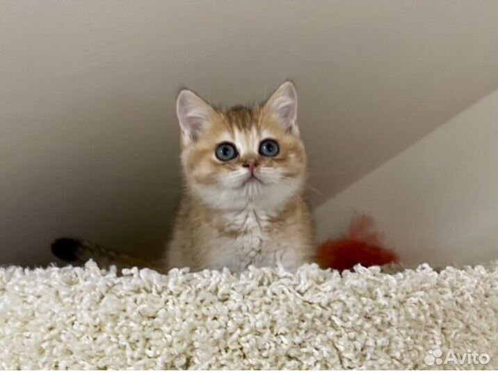 Британская золотая Кукла