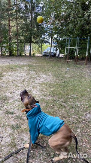 Одежда для собак