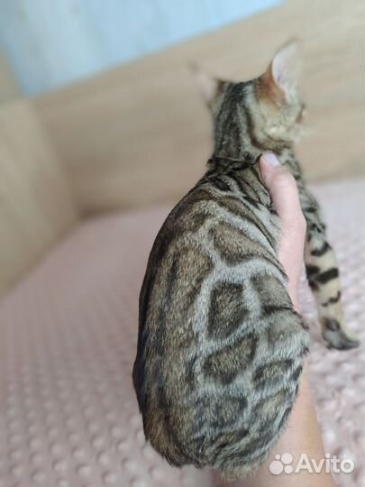 Бенгальские котята с документами