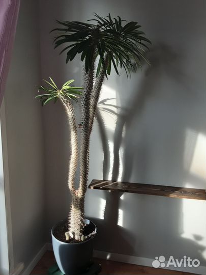 Пахиподиум