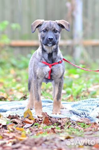 Щенок, девочка в добрые руки, в дар