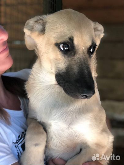 Пёсик из приюта мечтает о доме