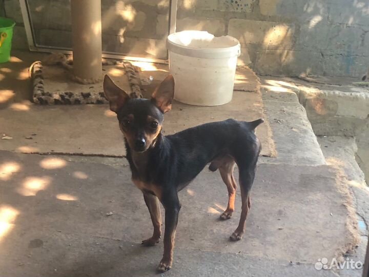 Мини - Той Терьер