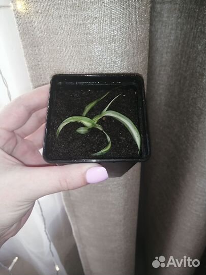 Хлорофитум кудрявый бонни