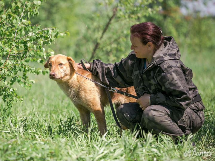Вишенке нужна семья