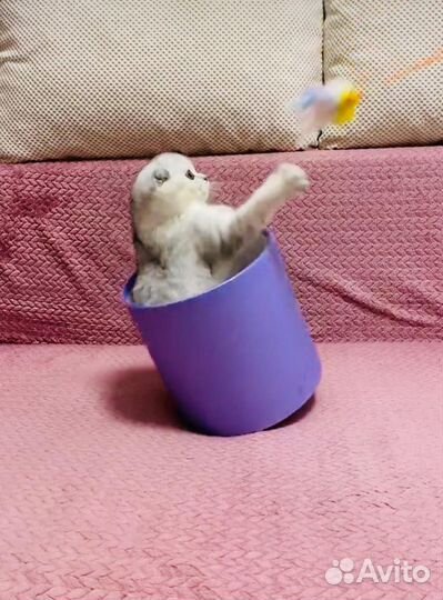 Вислоушки скоттиш фолд