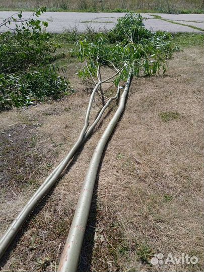 Дробилка, щепорез, измельчитель древесины