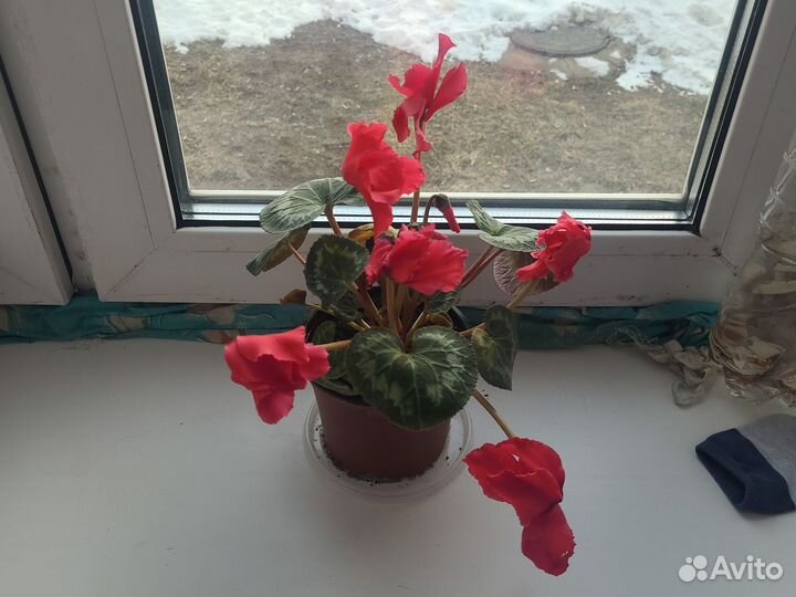 Комнатные цветы цикламен