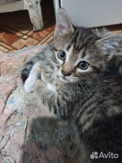 Подарю кошечку и котика 1,5 мес