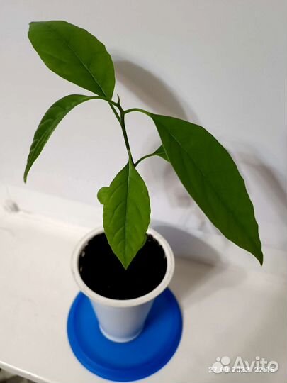 Саженцы маньчжурского ореха и орех краснолистный