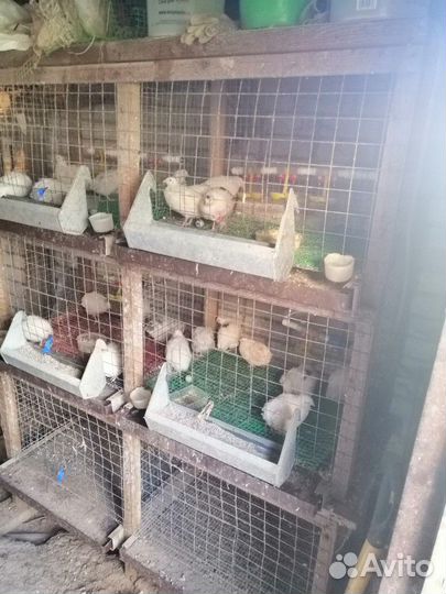 Клетки, брудер для кур и перепелов