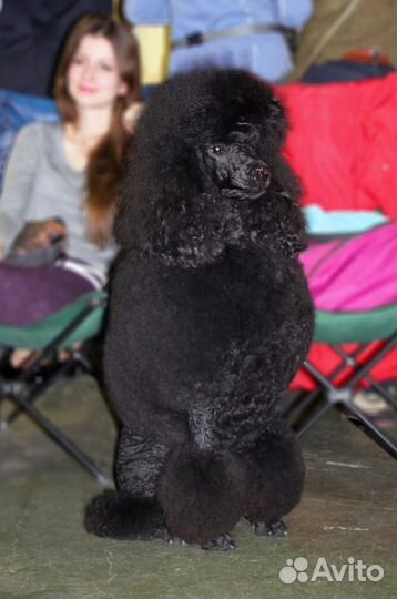 Большой пудель, вязка, чемпион России