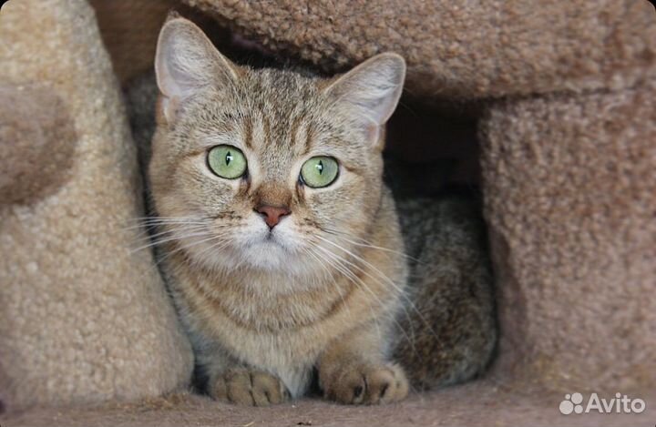 Золотая девочка