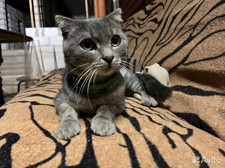 Вислоухий кот