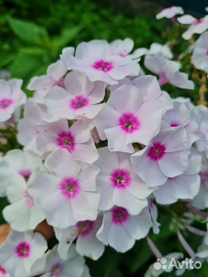 Хоста примула флоксы