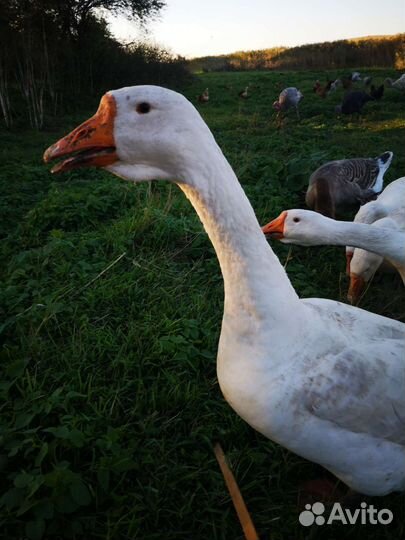 Гусак Холмогорский на племя