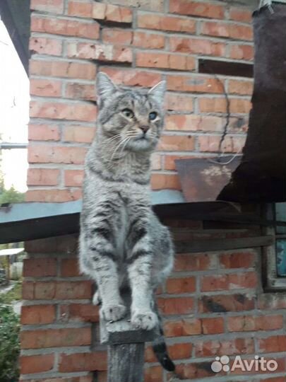 Котики бесплатно в добрые руки