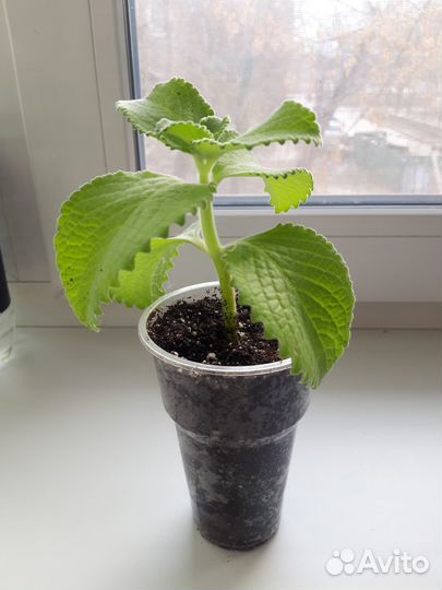 Мята денежная