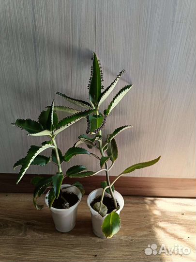 Алоэ, каланхоэ лечебное