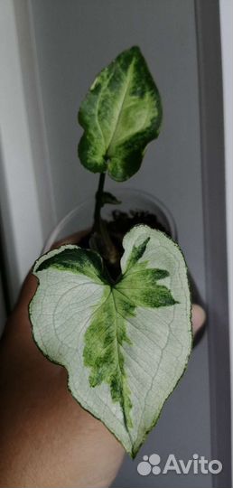 Сингониумы сортовые