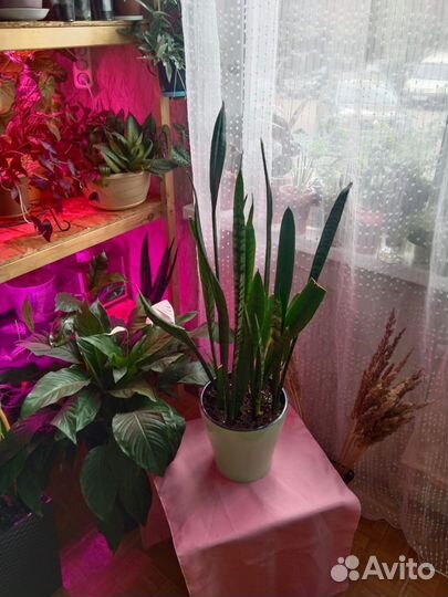 Сансивиерия