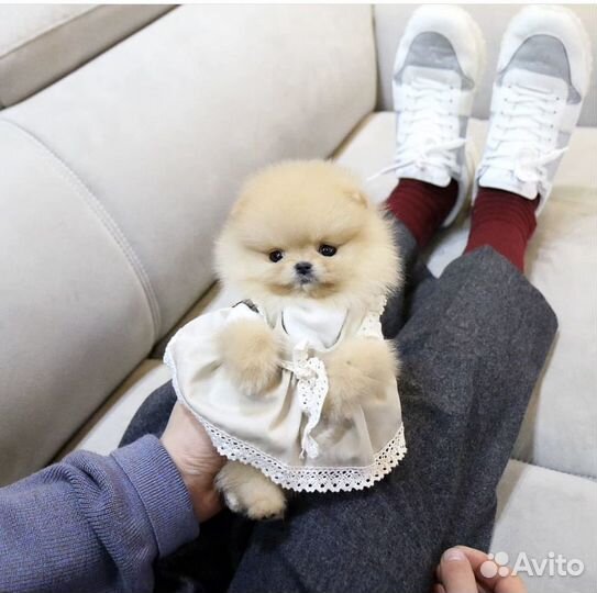 Померанский шпиц с доставкой на дом