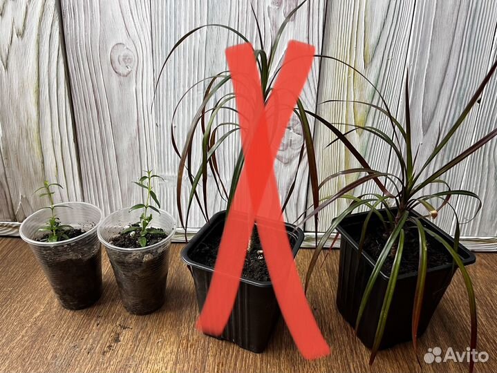 Панданус пальма, драцена, мирт