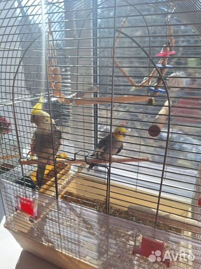 Попугай корелла пара с клеткой