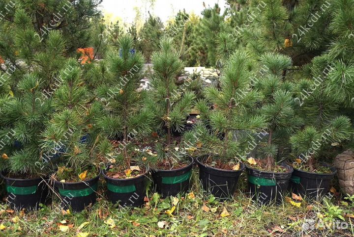 Саженцы кедра от производителя