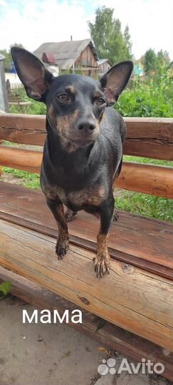 Той-терьер щенки