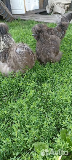 Китайские шелковые куры